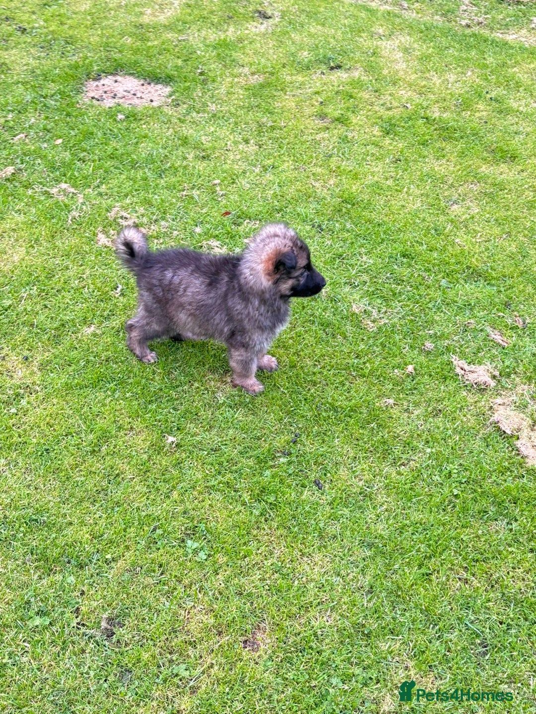 German Shepherd dogs for sale: German shepherd puppies for sale  - Image 11
