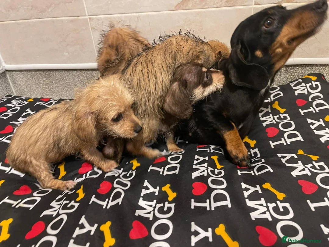 Doxiepoo dogs for sale: Doxiepoos ready for their new forever homes!!! - Advert 2