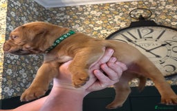 Dogue De Bordeaux dogs for sale: 6 stunning chunky Douge de Bordeux pups - Image 9