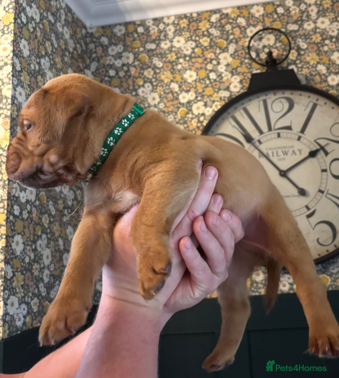 Dogue De Bordeaux dogs for sale: 6 stunning chunky Douge de Bordeux pups - Image 9