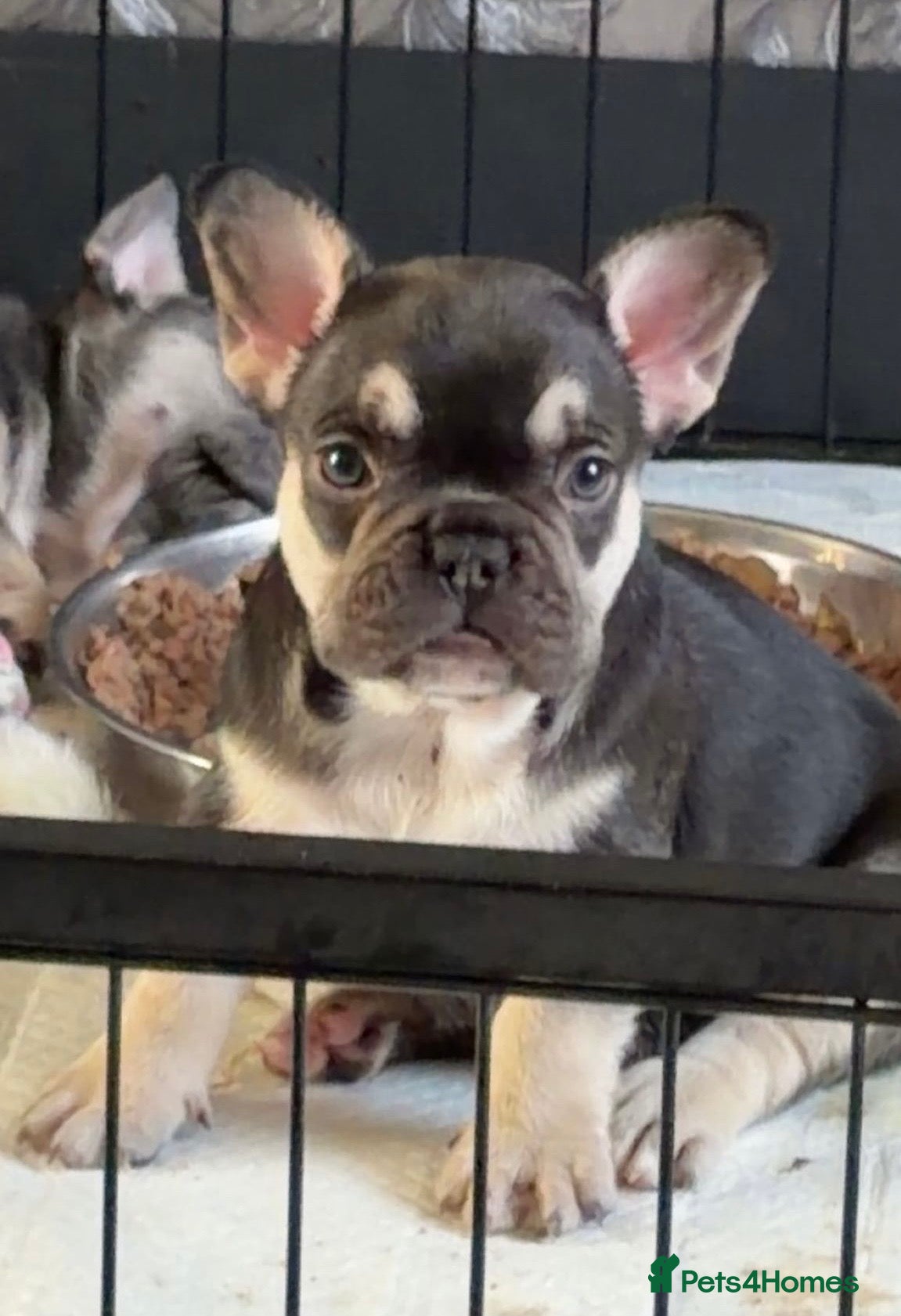 French Bulldog dogs Beautiful French bulldog puppies  - Advert 1