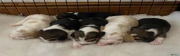 Beagle dogs for sale: Champion Bred Puppies (KC reg) - Advert 5