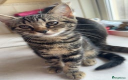 Mixed Breed cats for sale: 2 female kittens - Image 8