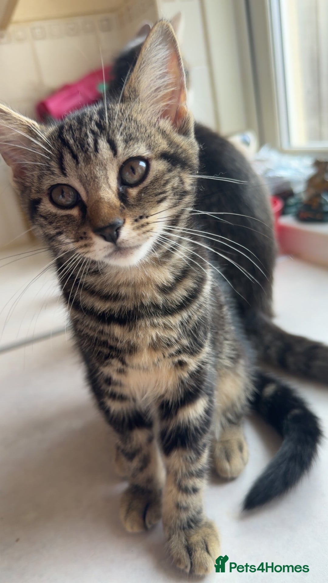 Mixed Breed cats for sale: 2 female kittens - Image 8