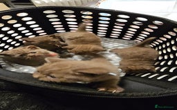 British Shorthair cats for sale: ✨ GIRL Brown British Shorthair ✨ - Image 1