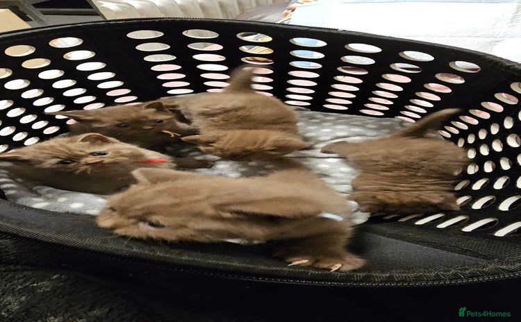 British Shorthair cats - Advert 2