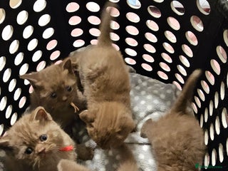 British Shorthair cats - Advert 28