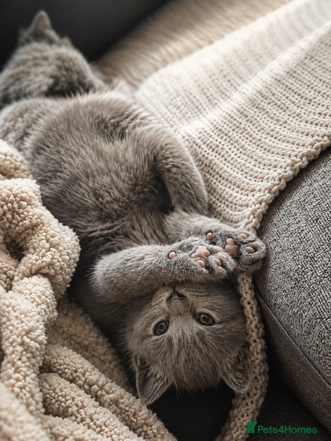 British Shorthair cats 4 beautiful babies looking for their forever home  - Advert 3