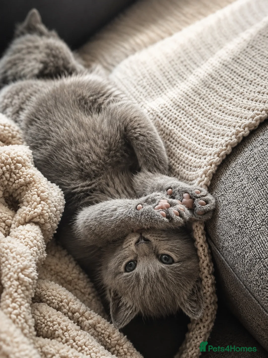 British Shorthair cats for sale: 4 beautiful babies looking for their forever home  - Advert 1