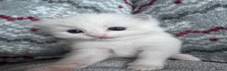 Ragdoll cats for sale: 🏆gccf ragdoll kitten-exceptional pedigree - Advert 4