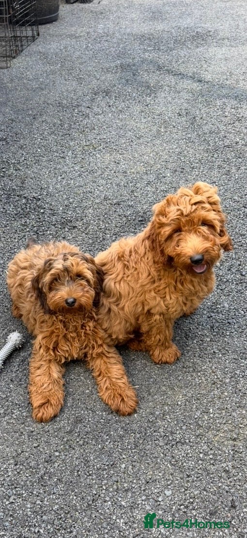 Cockapoo dogs Cockapoo puppy’s for sale  - Advert 1