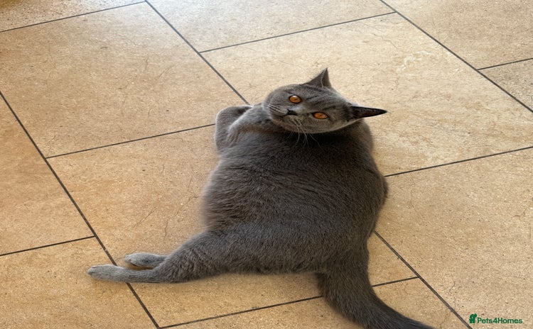 British Shorthair cats - Advert 1