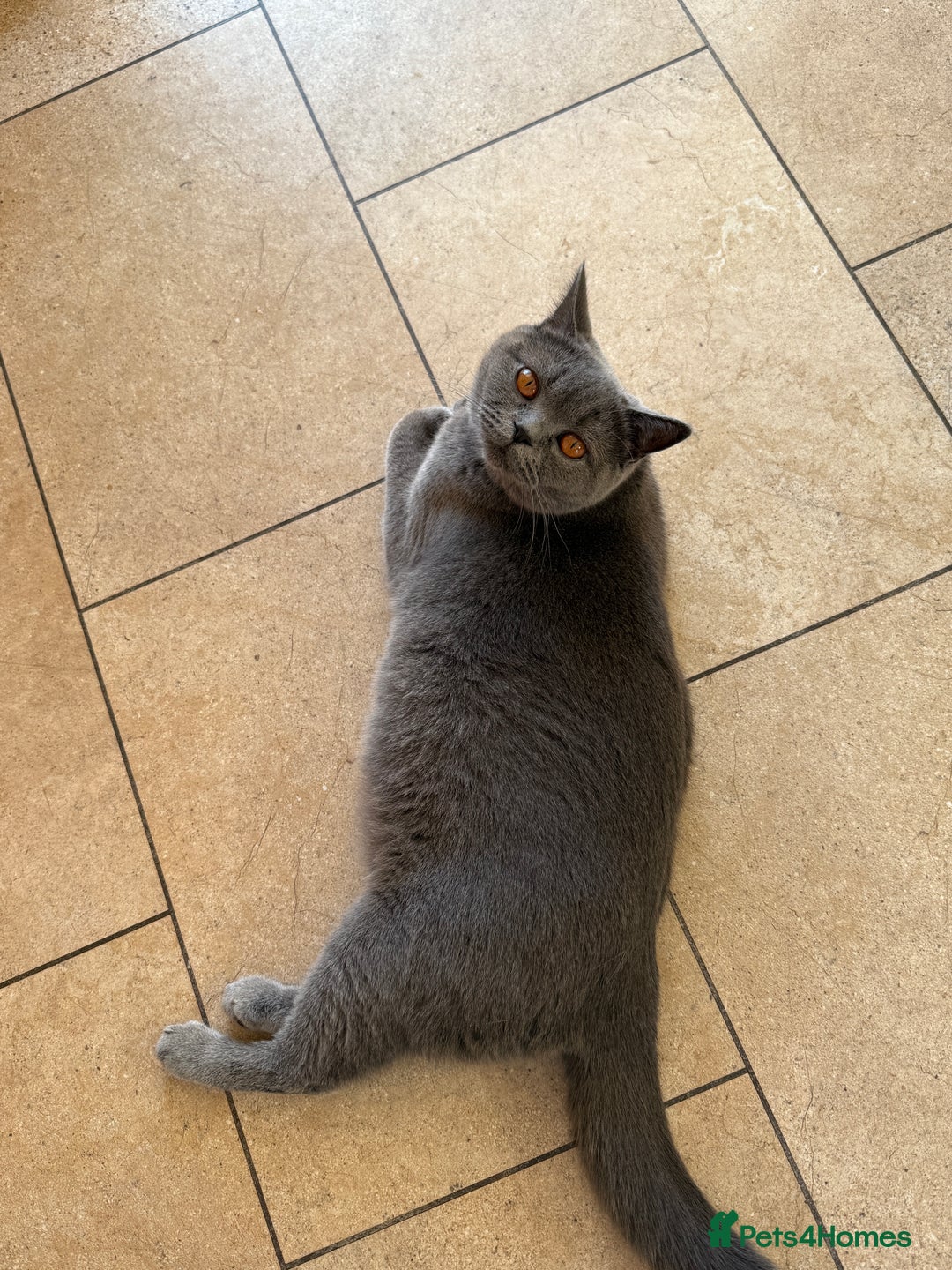 British Shorthair cats for sale: Pure pedigree Tica registered Bsh kittens - Image 1