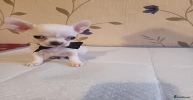 Chihuahua dogs - Advert 20