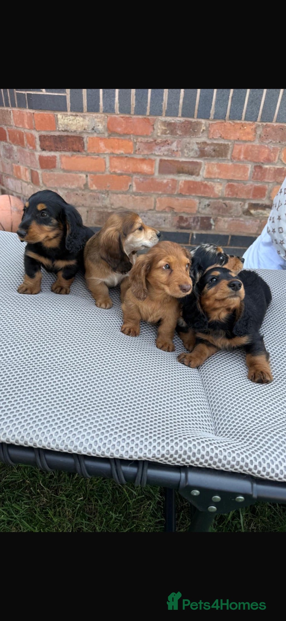 Dachshund dogs Miniature long haired dachshund puppies  - Advert 2