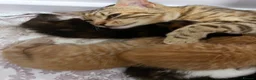 Bengal cats for sale: Bengal Mix Ready! - please read bio - Advert 17