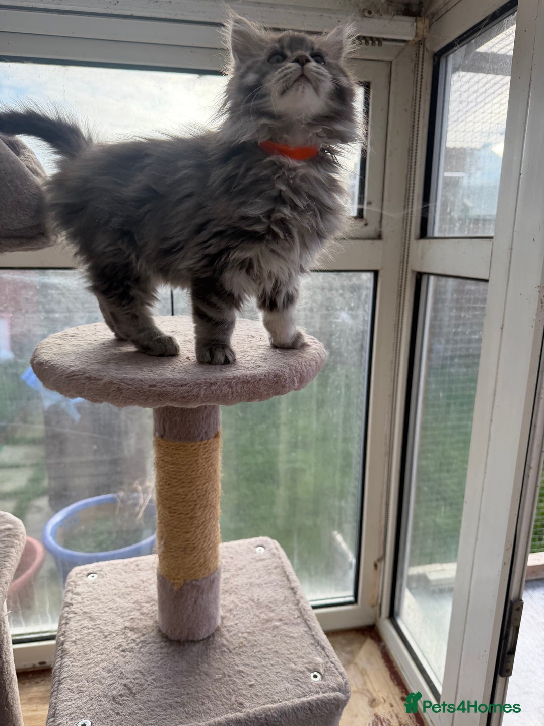 Maine Coon cats for sale: Maine Coon - Advert 20