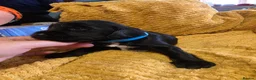 Sprocker dogs for sale: GORGEOUS SPROCKER PUPPIES  - Advert 10