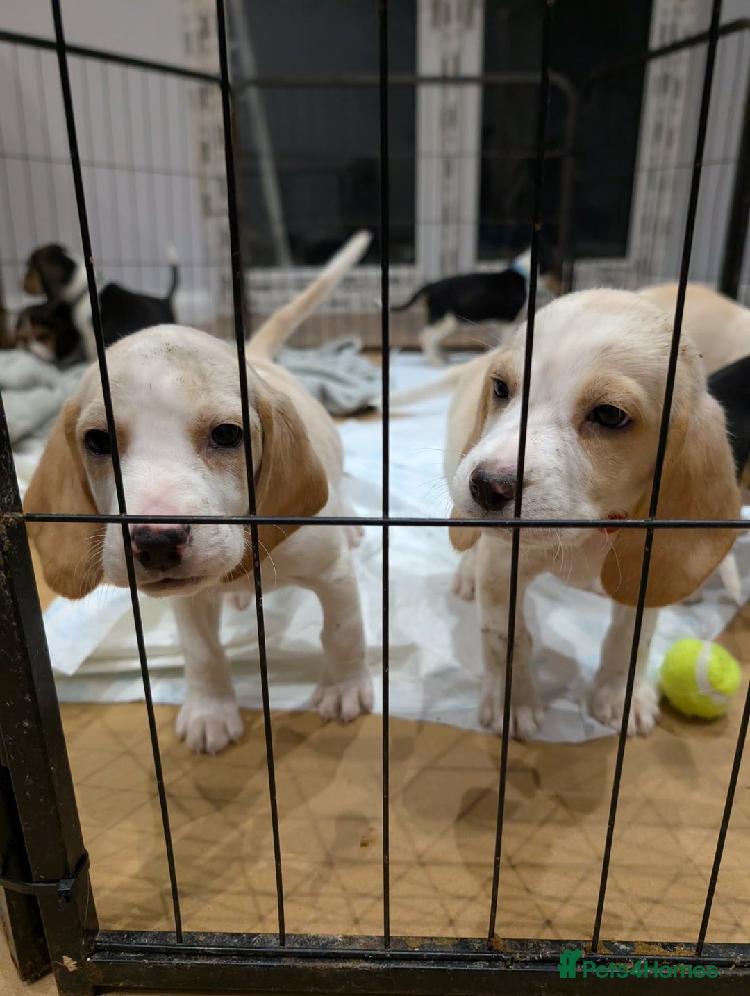 Beagle dogs for sale: 4 Gorgeous Beagles left! Ready to go - Advert 3