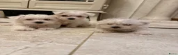 West Highland Terrier dogs for sale: Westies  - Advert 1