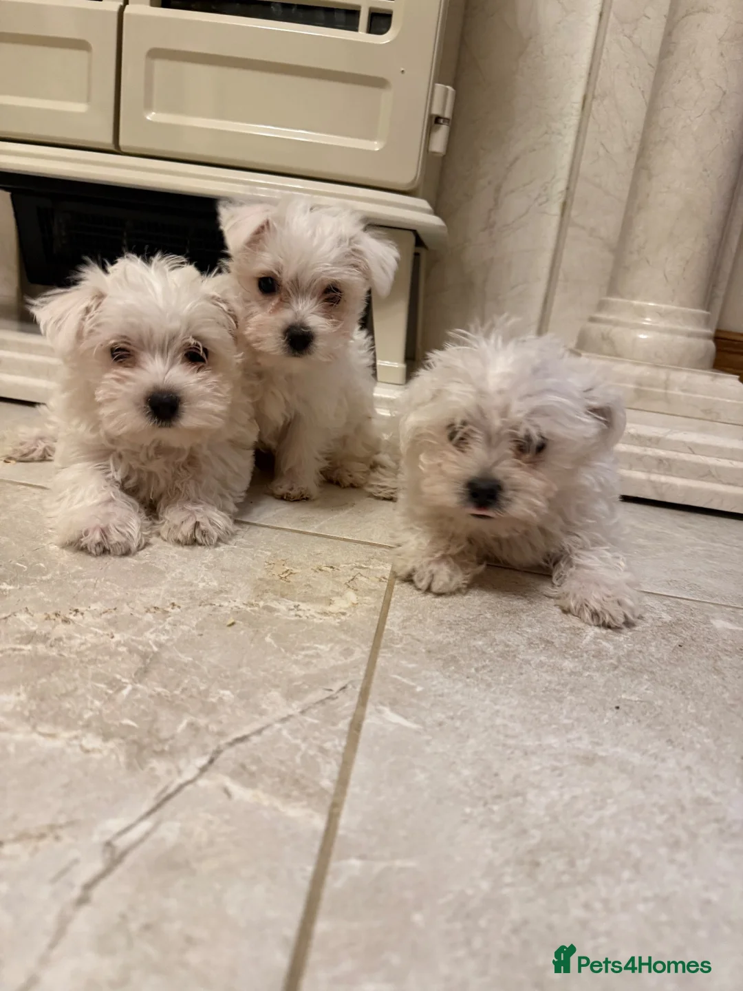 West Highland Terrier dogs for sale: Westies  - Advert 1