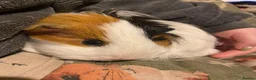 Guinea Pig rodents for sale: Guinea pigs needing rehomed in Glasgow - Advert 5