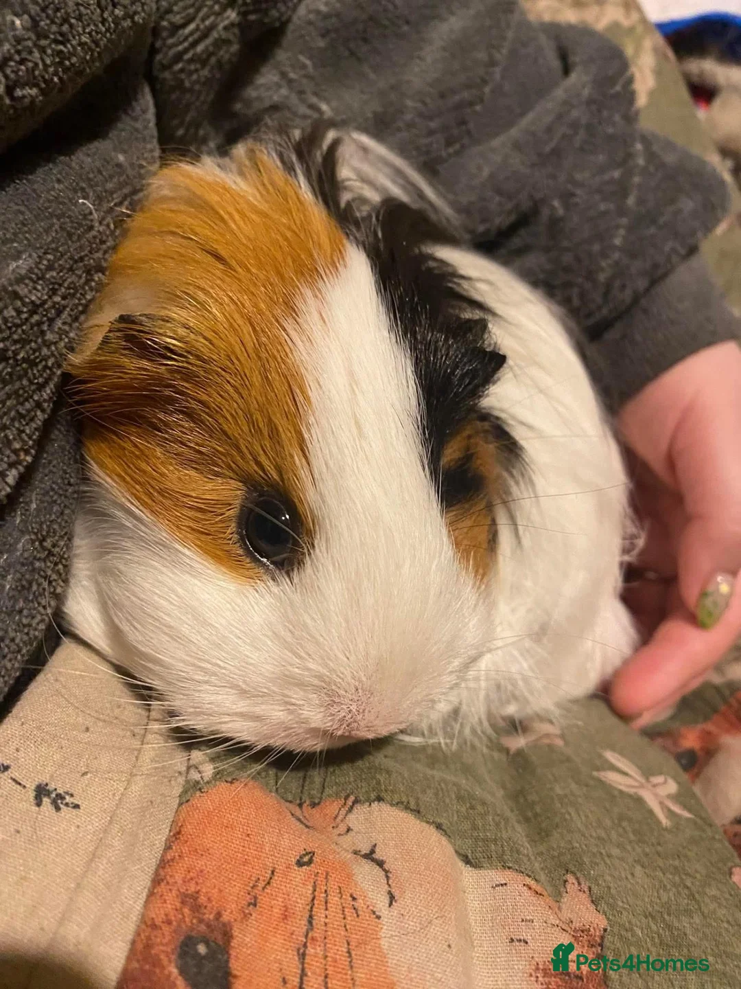 Guinea Pig rodents for sale: Guinea pigs needing rehomed in Glasgow - Advert 5