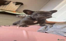 French Bulldog dogs for sale: French bull dog puppie  - Advert 3