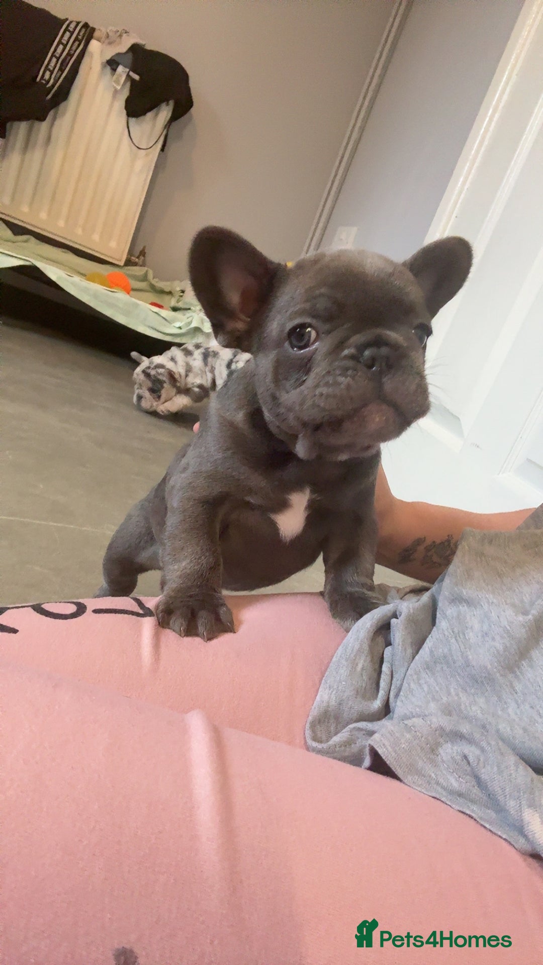 French Bulldog dogs for sale: French bull dog puppie  - Advert 3
