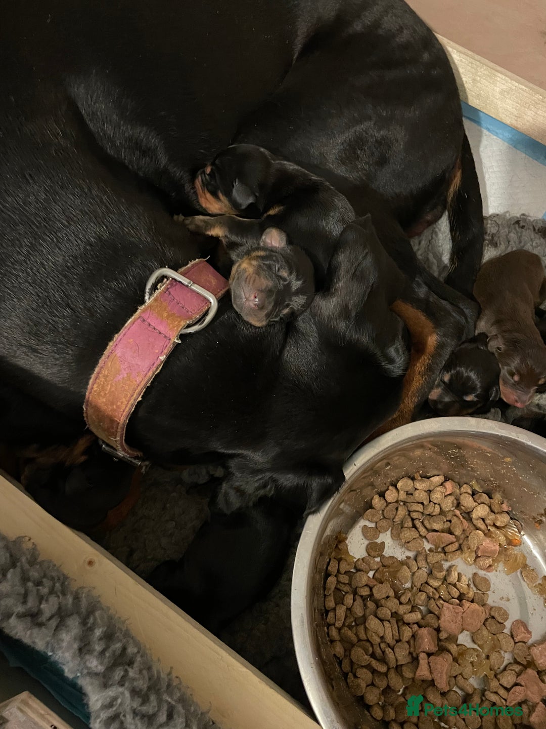 Dobermann dogs for sale: Doberman puppies - Image 10