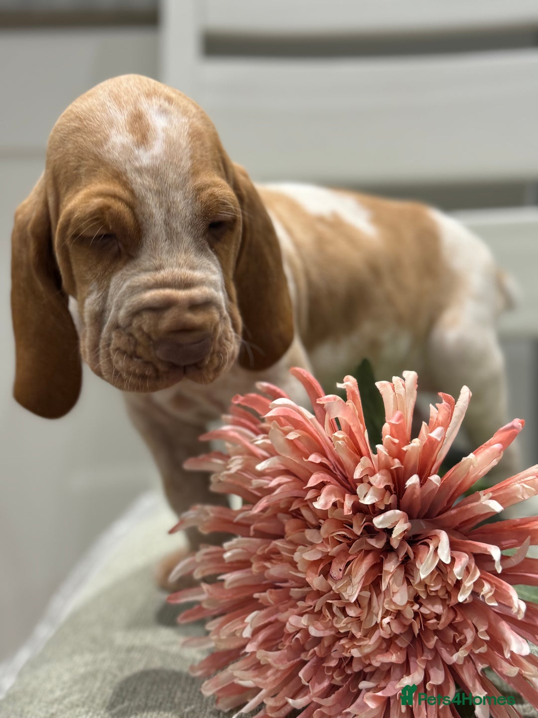 Bracco Italiano dogs for sale: KC TOP QUALITY BRACCO PUP AVAILABLE  - Advert 20