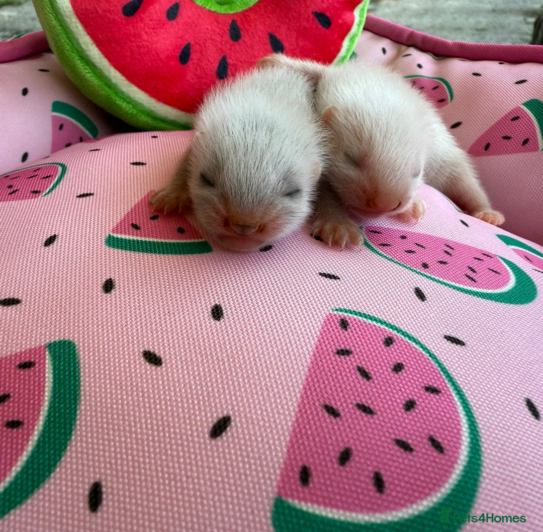 Ferret rodents for sale: Ferrets for sale  - Image 3