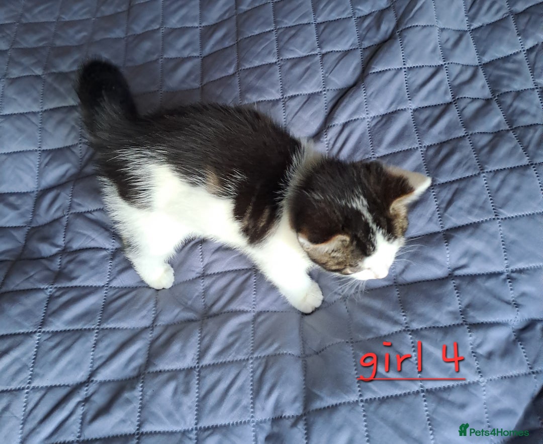 Domestic Shorthair cats for sale: 3 gorgeous kittens for sale - Advert 26