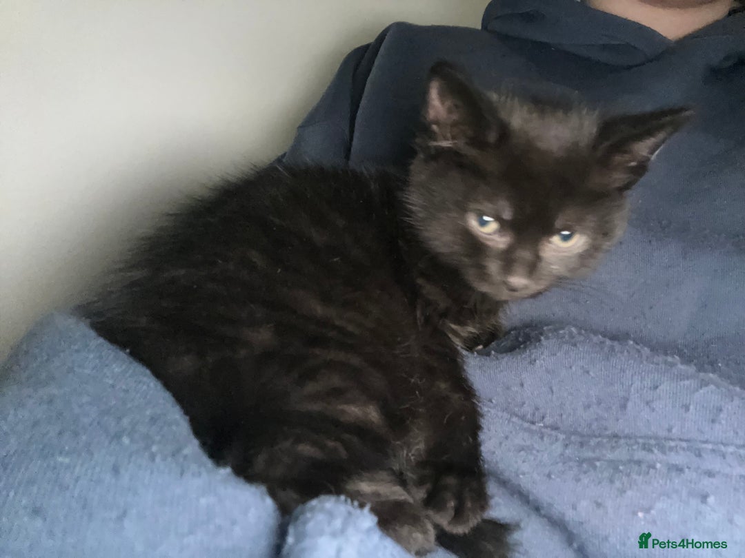 Mixed Breed cats for sale: Mixed breed kitten for sale  - Advert 2