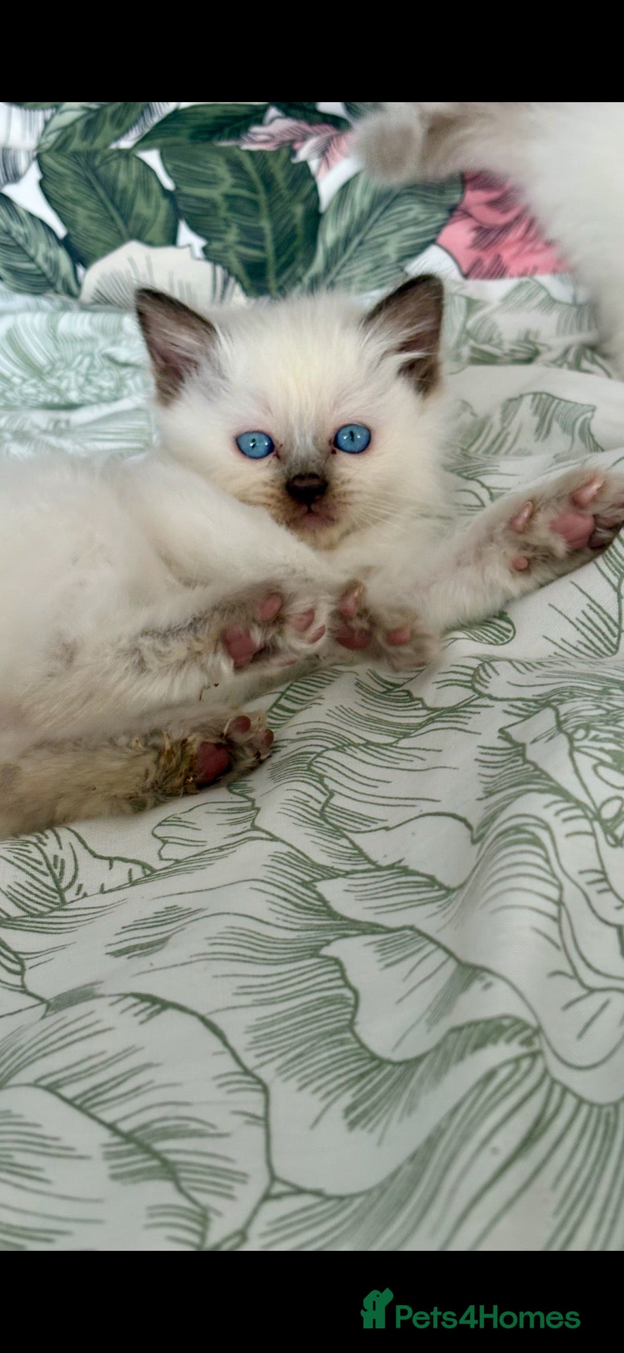 Ragdoll cats for sale: 🩷 BEAUTIFUL GCCF KITTENS  💙 - Advert 19