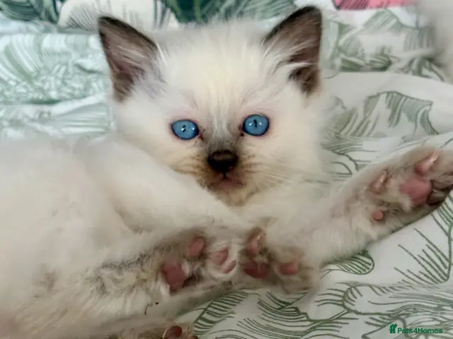 Ragdoll cats for sale: 🩷 BEAUTIFUL GCCF KITTENS 💙 - Advert 19