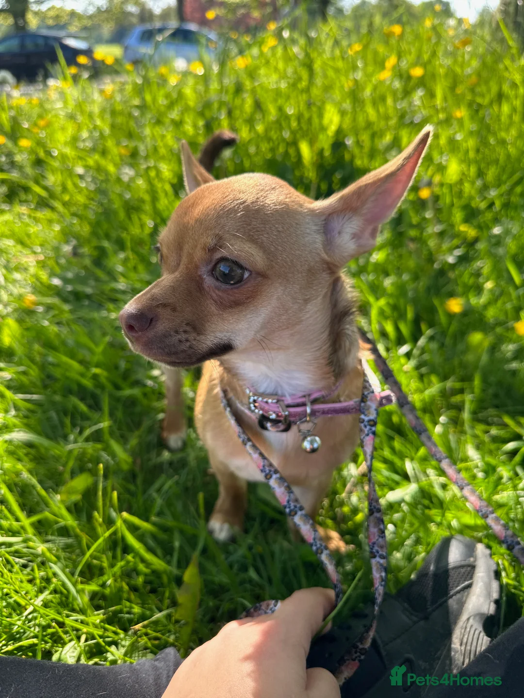 Chihuahua dogs for sale: Lily the 3 year old Chihuahua  - Advert 2