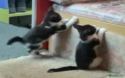 Mixed Breed cats for sale: Last two cuddly kittens - Image 8