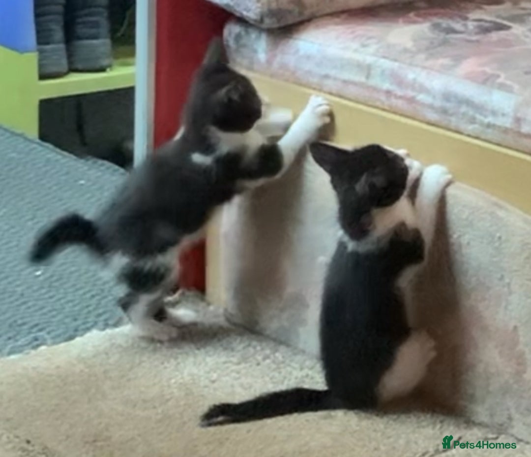 Mixed Breed cats for sale: Last two cuddly kittens - Image 8