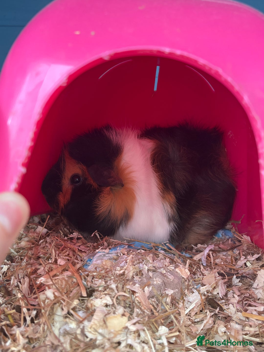 Guinea Pig rodents for sale: 2 female guinea pigs + hutch  - Image 2
