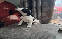 Mixed Breed dogs for sale: Lurcher x jackapoo  pups - Advert 6