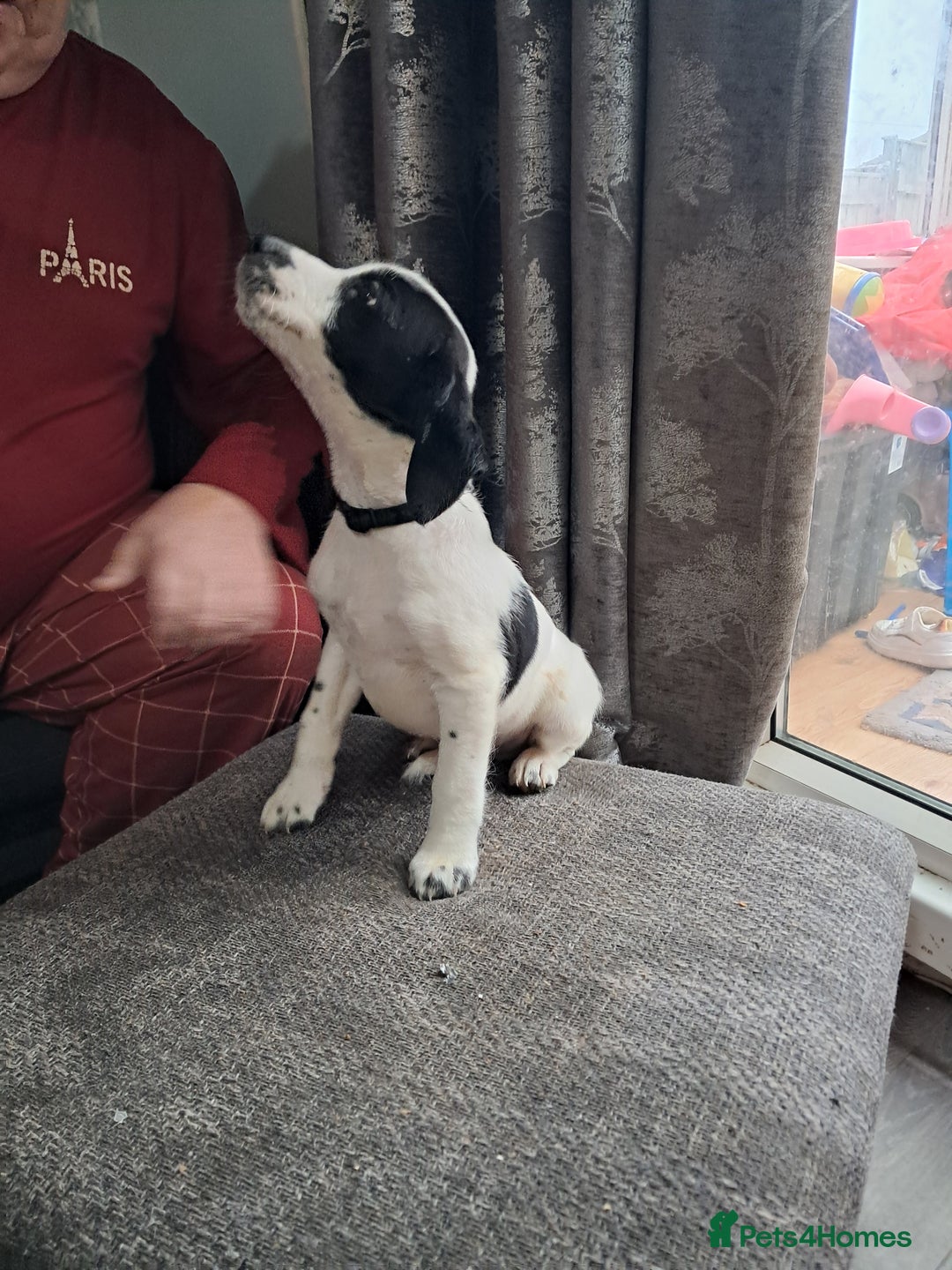 Mixed Breed dogs for sale: Lurcher x jackapoo  pups - Advert 6