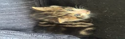 Aegean cats for sale: 3 Male Greek-Aegan Shorthair Kittens  in Solihull - Advert 3