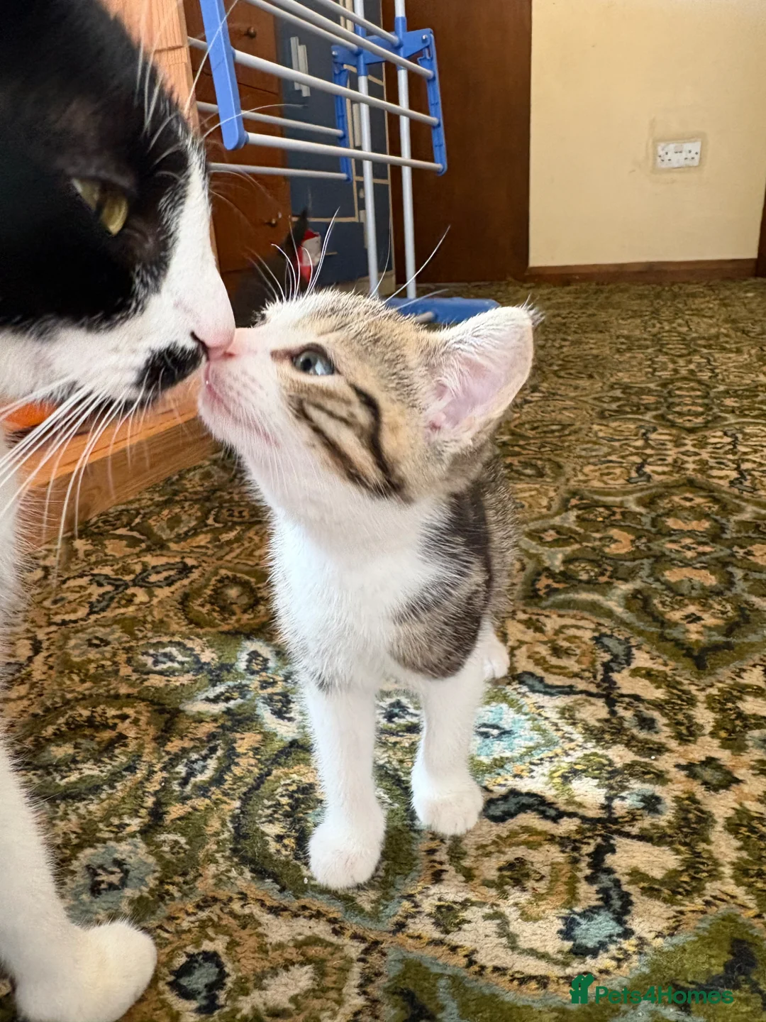Mixed Breed cats for sale: 3 cute fluffy kittens in Exeter - Advert 2