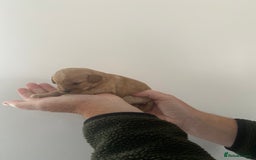 Cavapoo dogs for sale: Beautiful Cavapoo puppy’s❤️ - Image 7