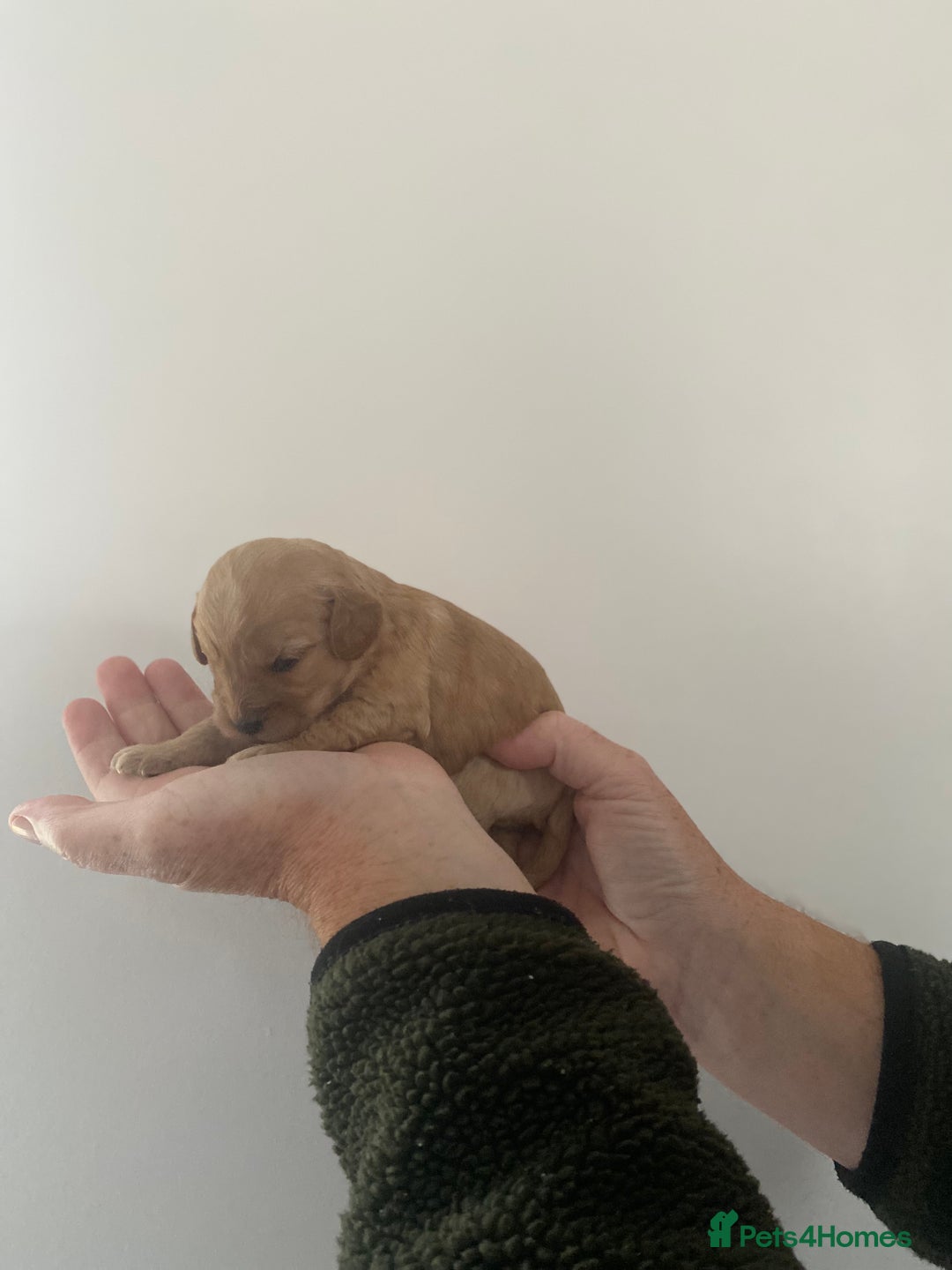 Cavapoo dogs for sale: Beautiful Cavapoo puppy’s❤️ - Image 7
