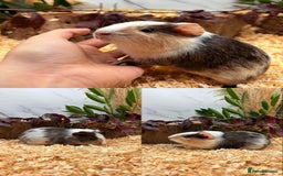 Guinea Pig rodents for sale: ✨Lots of Baby boy Guinea Pigs ✨🐹🩵 - Image 24
