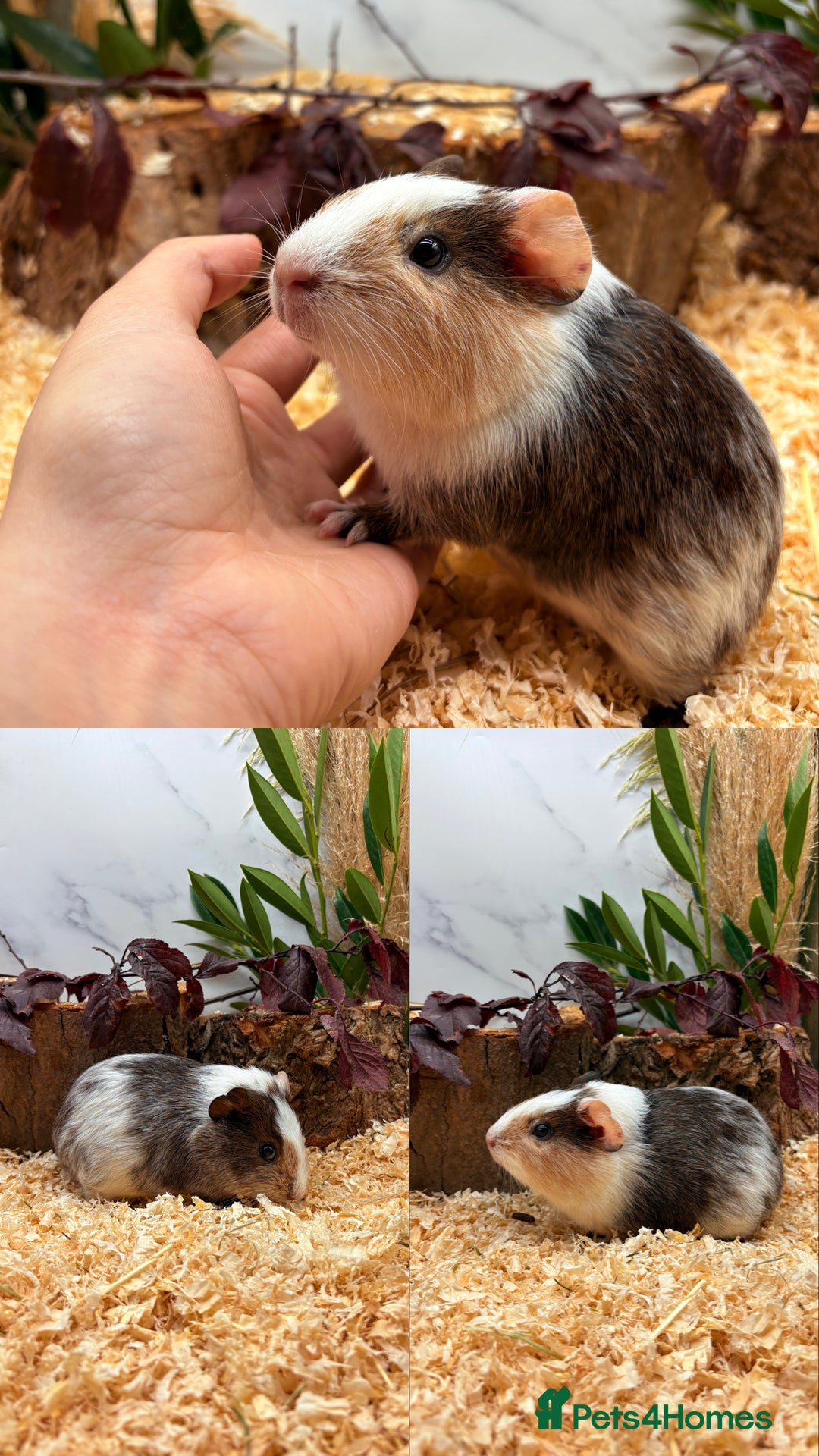 Guinea Pig rodents for sale: ✨Lots of Baby boy Guinea Pigs ✨🐹🩵 - Image 24