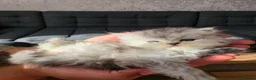 Persian cats for sale: Stunning Persian Kittens 🥰 in Romford - Advert 17