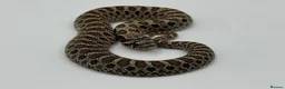 Snake reptiles for sale: Sable & 100% Het Sable Western Hognose Clutch - Advert 5
